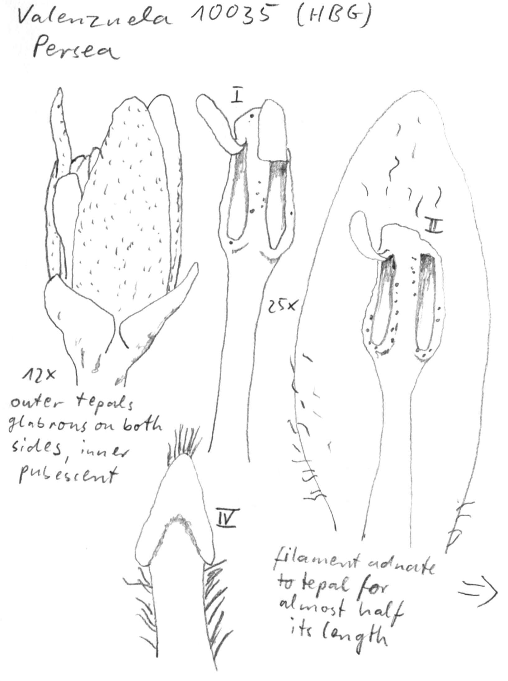 Vorschaubild Persea spec., Valenzuela 10035